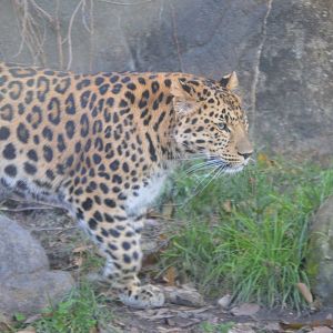 Panthera pardus orientalis