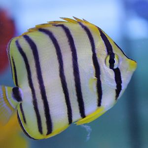 Eightbanded butterflyfish - Chaetodon octofasciatus