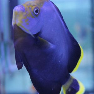 Chaetodontoplus melanosoma