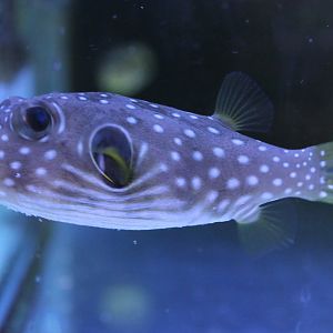 White-spotted puffer - Arothron hispidus