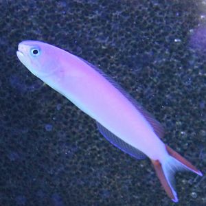 Purple tilefish - Hoplolatilus purpureus