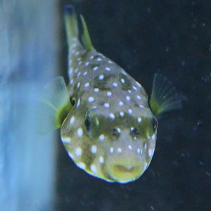 White-spotted puffer - Arothron hispidus