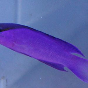 Blackcap basslet - Gramma melacara