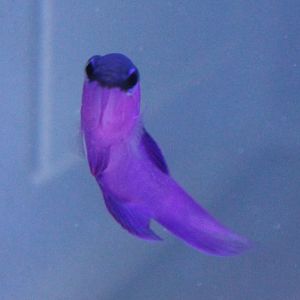 Gramma melacara - Blackcap basslet