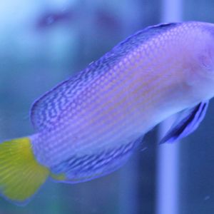 Splendid dottyback - Pseudochromis splendeus
