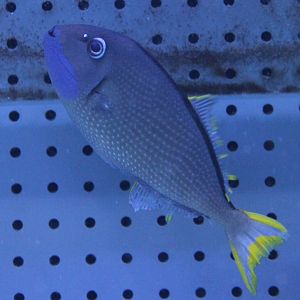 Gilded Triggerfish