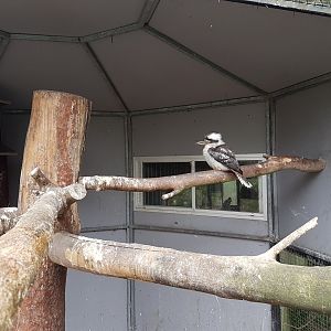 Kookaburra