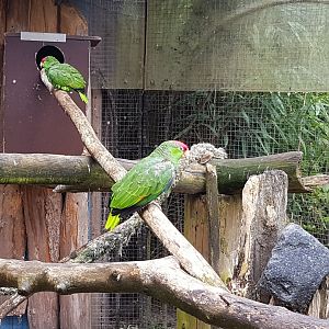 Green-cheeked amazons