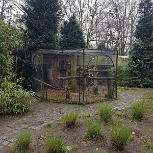 Aviary Green-cheeked amazon