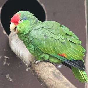 Green-cheeked amazon