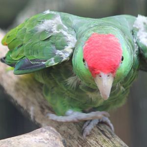 Green-cheeked amazon