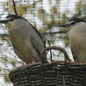 Black-crowned night herons