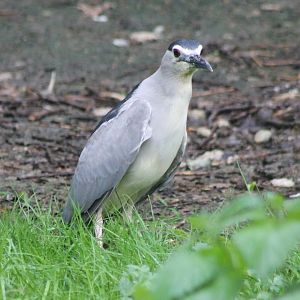 Black-crowned night heron