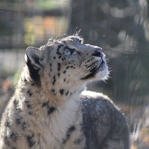 Snow Leopard