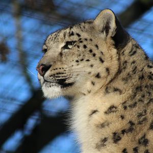 Snow Leopard