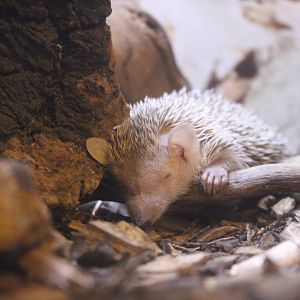 Lesser Hedgehog Tenrecs