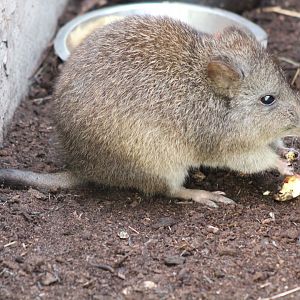 Long-nosed Potoroos