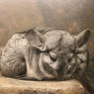 Chinchillas