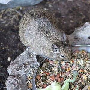 Degus