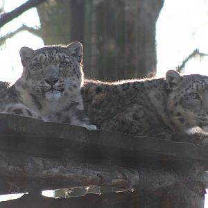 Snow Leopard