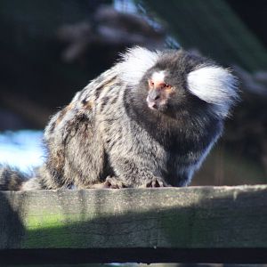 Common Marmoset