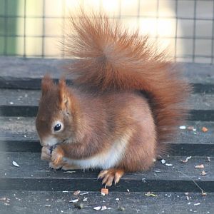 Red Squirrel