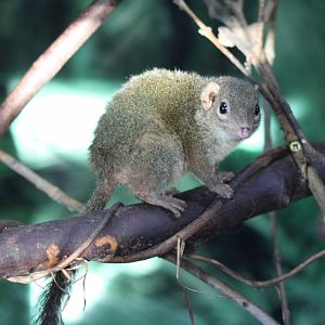 Belanger’s Tree Shrew