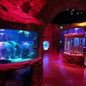 Ocean Caves Exhibits