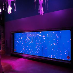 Ocean Invaders Exhibit