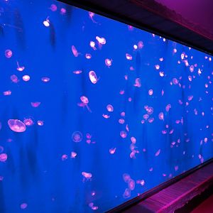 Ocean Invaders Exhibit