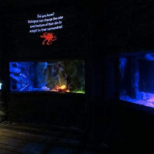 Shark Shipwreck Exhibits