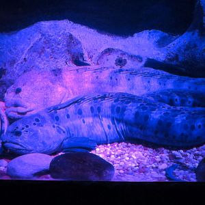 Shark Shipwreck Exhibits - Wolf Eel