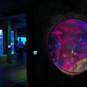 Shark Shipwreck Exhibits