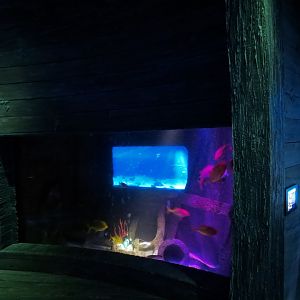 Shark Shipwreck Exhibits