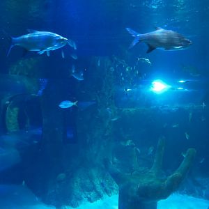 Atlantic Ocean Exhibit