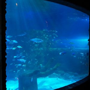Atlantic Ocean Exhibit