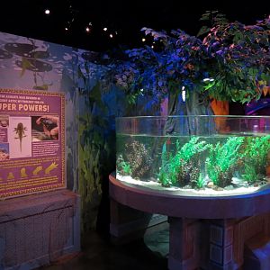 The Last Dragons Exhibits