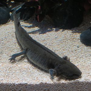 The Last Dragons Exhibits - Axolotl