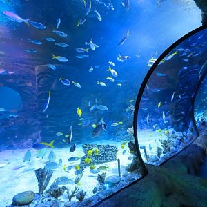 Pacific Ocean Exhibits