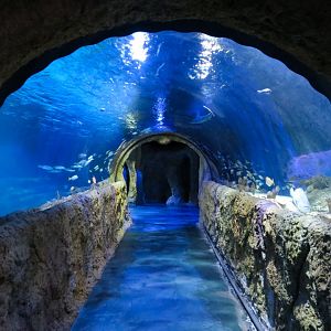 Atlantic Ocean Exhibit
