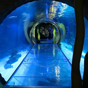 Atlantic Ocean Exhibit