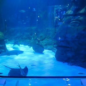Atlantic Ocean Exhibit