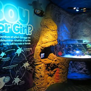 Atlantic Ocean Exhibits