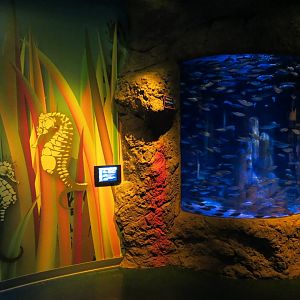 Seahorse Hideaway Exhibits