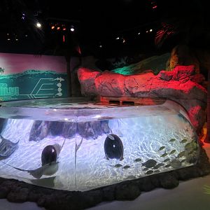 Stingray Cove Exhibit