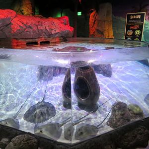 Stingray Cove Exhibit