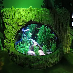 Everglades Wetlands Exhibits