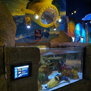 Coastal Rockpools Exhibits