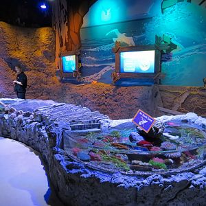 Coastal Rockpools Exhibits