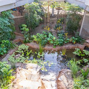Lower pool inside aviary.
